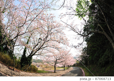 初立池公園の桜 87068713