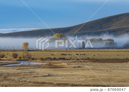 USA, Idaho, Bellevue, Cows grazing in field covered with morning mist in Autumn USA, Idaho, Bellevue, Cows grazing in field covered with morning mist in Autumn 87069047