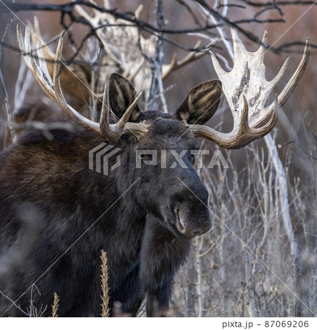 USA, Idaho, Bellevue, Bull moose walking trough bushes USA, Idaho, Bellevue, Bull moose walking trough bushes 87069206