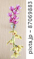 真っ直ぐに生けられたピンクと黄色の蘭の花 87069883