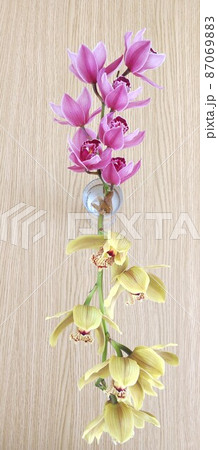 真っ直ぐに生けられたピンクと黄色の蘭の花 87069883