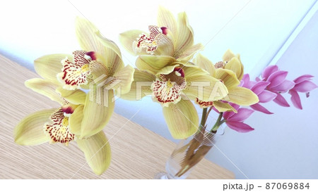 明るい室内に飾られている花 87069884