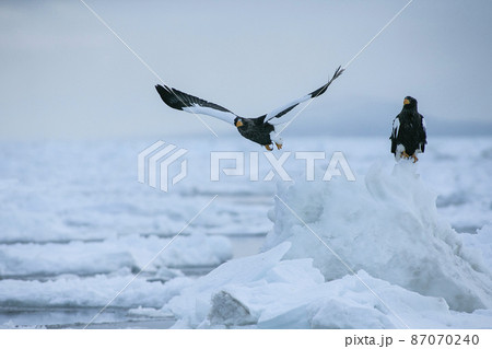 流氷と鷲 87070240
