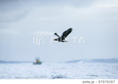 流氷と鷲 87070267