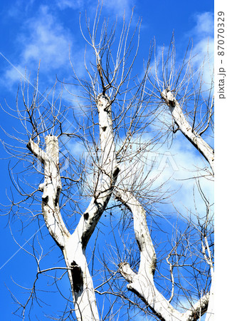 落葉樹　冬のプラタナスの木 87070329