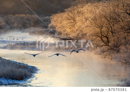 樹氷とタンチョウ 樹氷とタンチョウ 87070381