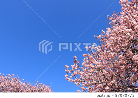 南伊豆 みなみの桜と菜の花祭り 2022 南伊豆 みなみの桜と菜の花祭り 2022 87070775