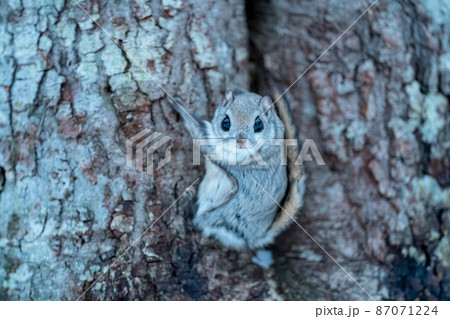 樹木に止まり凝視するエゾモモンガ 樹木に止まり凝視するエゾモモンガ 87071224