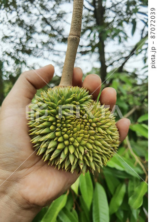 Close up of young durian fruit Close up of young durian fruit 87072039