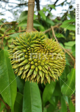 Close up of young durian fruit Close up of young durian fruit 87072040