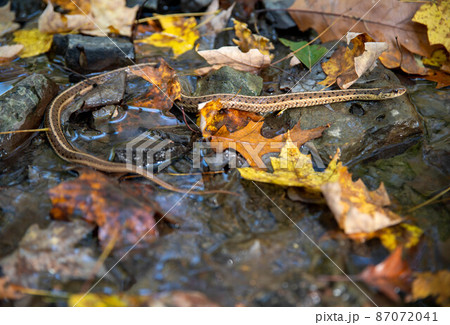 Closeup of a garter snake crossing an autumn forest stream Closeup of a garter snake crossing an autumn forest stream 87072041