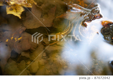 A garter snake curled underwater on creek bed with clouds and sky sky reflected A garter snake curled underwater on creek bed with clouds and sky sky reflected 87072042