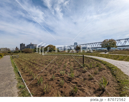 東京 小岩菖蒲園(2021年11月) 東京 小岩菖蒲園(2021年11月) 87072562
