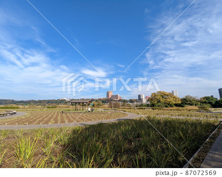 東京 小岩菖蒲園(2021年11月) 東京 小岩菖蒲園(2021年11月) 87072569