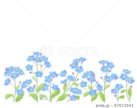 青色の忘れな草 87072643