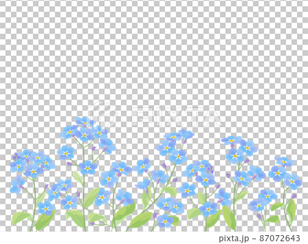青色の忘れな草 87072643