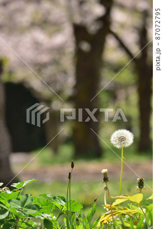 春　狭山公園のたんぽぽ 87072795
