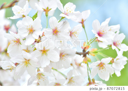 春 狭山公園の桜 春 狭山公園の桜 87072815