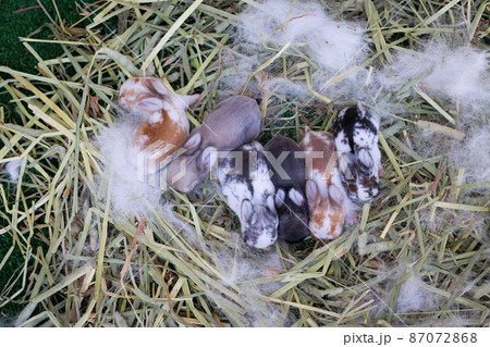 Newborn baby holland lop bunny in nest with mommy fur and dry grass. Group of baby rabbit are moving and sleeping around nest. New life of animal concept. 87072868