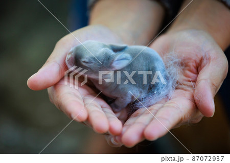Newborn baby holland lop bunny in woman hands. Woman holding tiny bunny in hand with tenderness and love. People take care a pet. New life of animal. Newborn baby holland lop bunny in woman hands. Woman holding tiny bunny in hand with tenderness and love. People take care a pet. New life of animal. 87072937