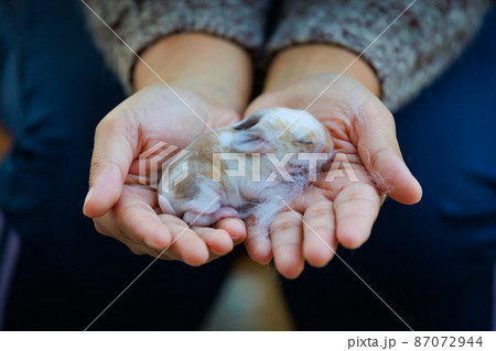 Newborn baby holland lop bunny in woman hands. Woman holding tiny bunny in hand with tenderness and love. People take care a pet. New life of animal. 87072944