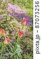 A carpet of blooming saxifrage in the front garden with tulips in the foreground. Landscape. 87073256