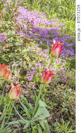 A carpet of blooming saxifrage in the front garden with tulips in the foreground. Landscape. A carpet of blooming saxifrage in the front garden with tulips in the foreground. Landscape. 87073256