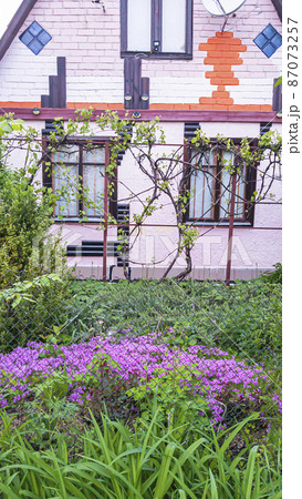 Front garden with blooming saxifrage near of a pink country house wall. Springtime. Lifestyle. 87073257