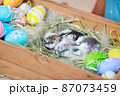 Group of baby Holland lop rabbits in the nest with mommy fur and hay and decorate with Easter eggs. Happy Easter Happy holiday. 87073459