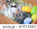 Group of baby Holland lop rabbits in the nest with mommy fur and hay and decorate with Easter eggs. Happy Easter Happy holiday. 87073463