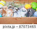 Group of baby Holland lop rabbits in the nest with mommy fur and hay and decorate with Easter eggs. Happy Easter Happy holiday. 87073465