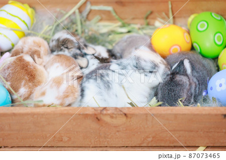 Group of baby Holland lop rabbits in the nest with mommy fur and hay and decorate with Easter eggs. Happy Easter Happy holiday. Group of baby Holland lop rabbits in the nest with mommy fur and hay and decorate with Easter eggs. Happy Easter Happy holiday. 87073465