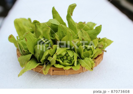 春を告げる山菜　ふきのとう 87073608