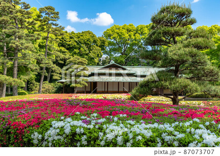 皇居東御苑クルメツツジと諏訪の茶屋 皇居東御苑クルメツツジと諏訪の茶屋 87073707