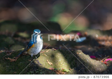 雄のルリビタキ成鳥 87073966