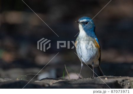 雄のルリビタキ成鳥 雄のルリビタキ成鳥 87073971