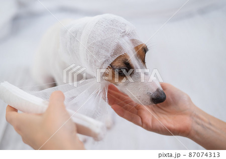 Veterinarian wraps a bandage around the head of a dog Jack Russell Terrier. Veterinarian wraps a bandage around the head of a dog Jack Russell Terrier. 87074313