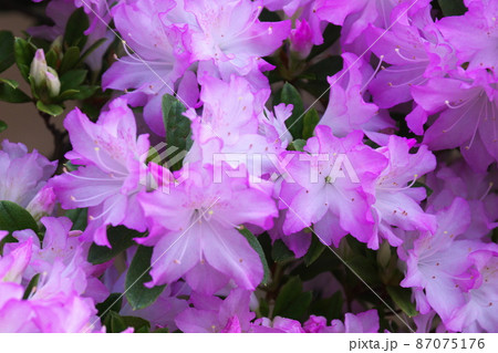 春を待つ満開のアザレア 87075176