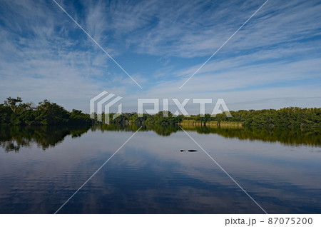 Alligator in Paurotis Pond in Everglades National Park, Florida. 87075200