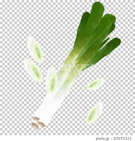野菜 斜め切りのねぎ 水彩風イラスト 野菜 斜め切りのねぎ 水彩風イラスト 87075321