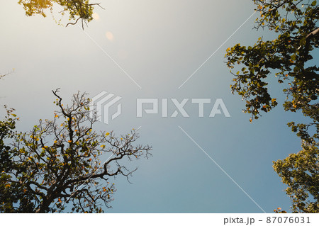 Bottom up view of lush green foliage of tropical trees with morning sun. Tree branches and leaves against blue sky. Bottom up view of lush green foliage of tropical trees with morning sun. Tree branches and leaves against blue sky. 87076031