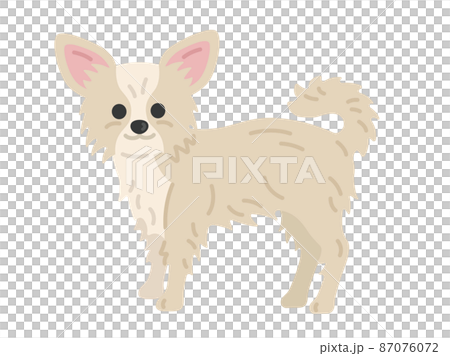 Chihuahua dog illustration Chihuahua dog illustration 87076072