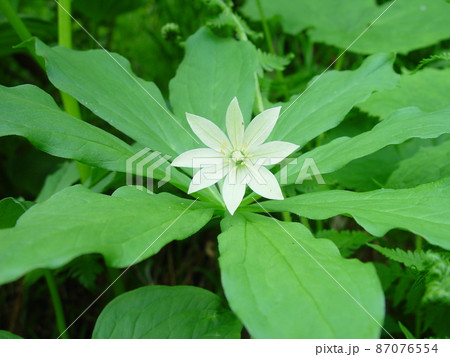 鹿島槍ヶ岳にて 鹿島槍ヶ岳にて 87076554
