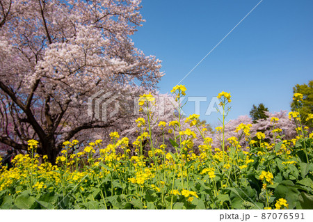 菜の花と満開の桜 菜の花と満開の桜 87076591