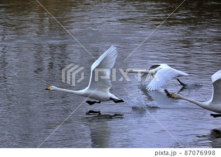 飛翔する白鳥(青森県) 飛翔する白鳥(青森県) 87076998