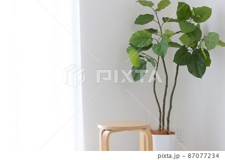 観葉植物のウンベラータ 観葉植物のウンベラータ 87077234
