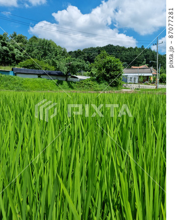 田舎 フル 米 87077281