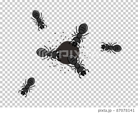 Cute black ants and ant's nest 87078141