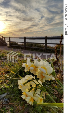 夕焼けのオレンジ色の空と水仙の花 87078951