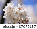 柔らかな春の光に華麗に咲く桜 87079137